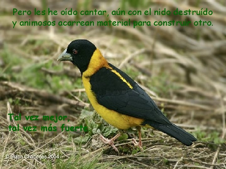 Pero les he oído cantar, aún con el nido destruído y animosos acarrean material