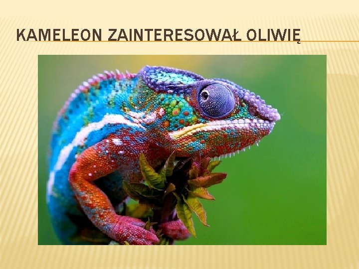 KAMELEON ZAINTERESOWAŁ OLIWIĘ 