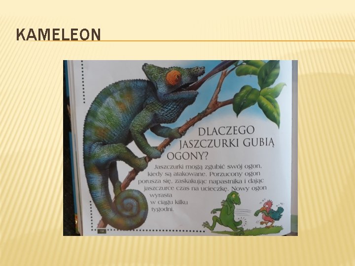 KAMELEON 