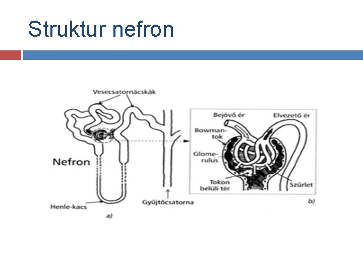 Struktur nefron Struktur nefron