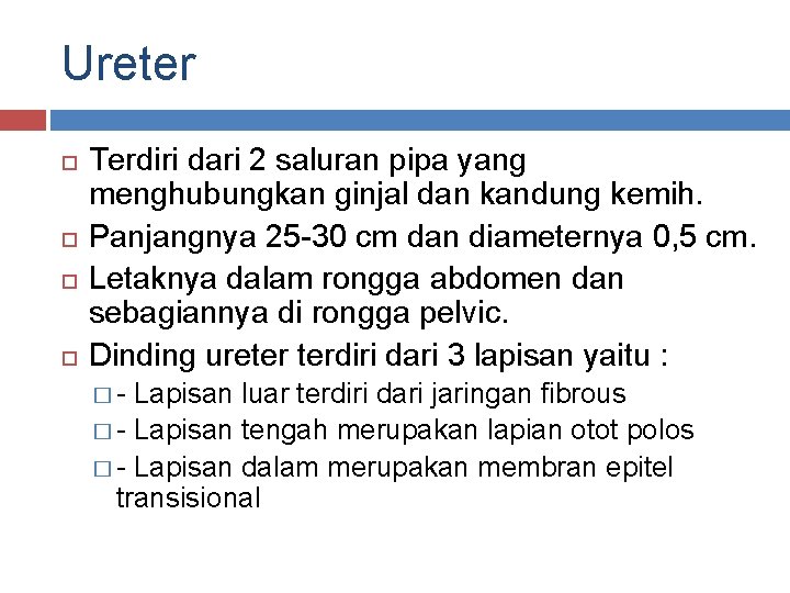 Ureter Terdiri dari 2 saluran pipa yang menghubungkan ginjal dan kandung kemih. Panjangnya 25