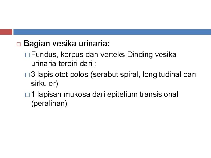  Bagian vesika urinaria: � Fundus, korpus dan verteks Dinding vesika urinaria terdiri dari