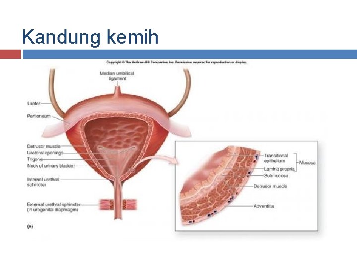 Kandung kemih 