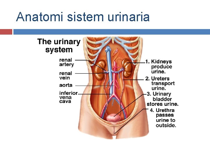 Anatomi sistem urinaria 