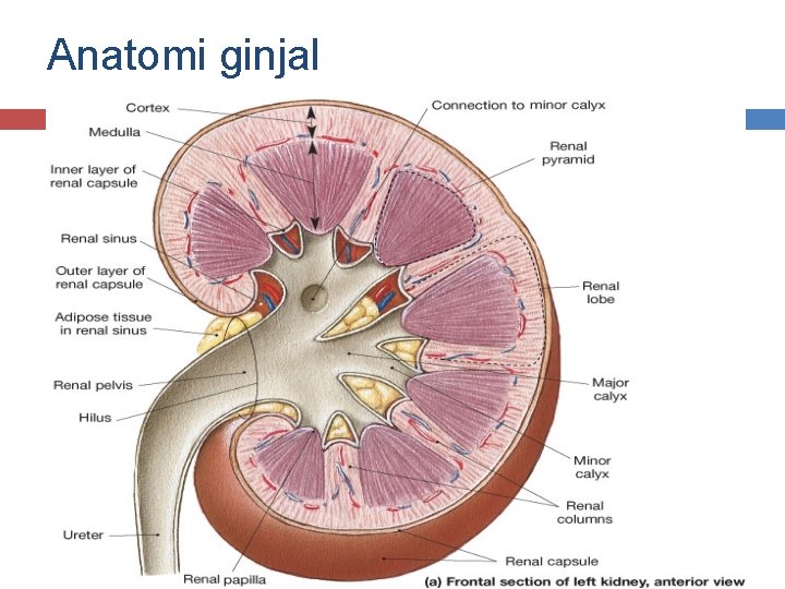 Anatomi ginjal 