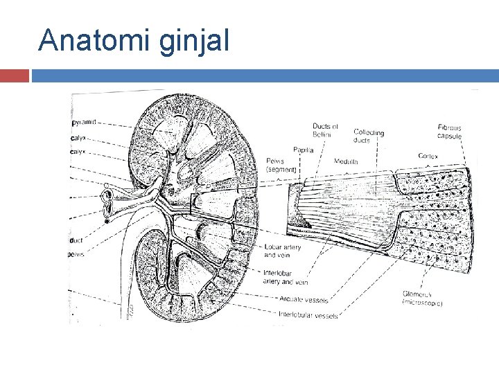 Anatomi ginjal Anatomi ginjal