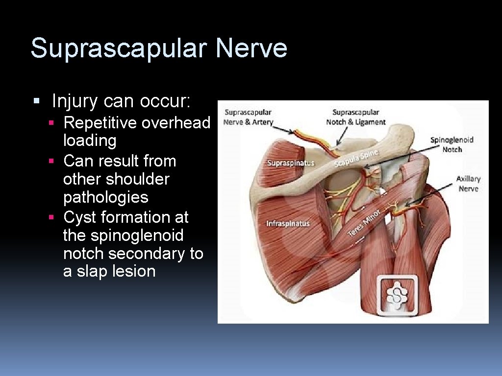 Suprascapular Nerve § Injury can occur: § Repetitive overhead loading § Can result from