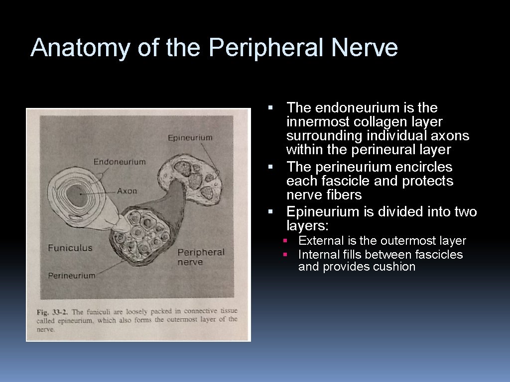 Anatomy of the Peripheral Nerve § The endoneurium is the innermost collagen layer surrounding