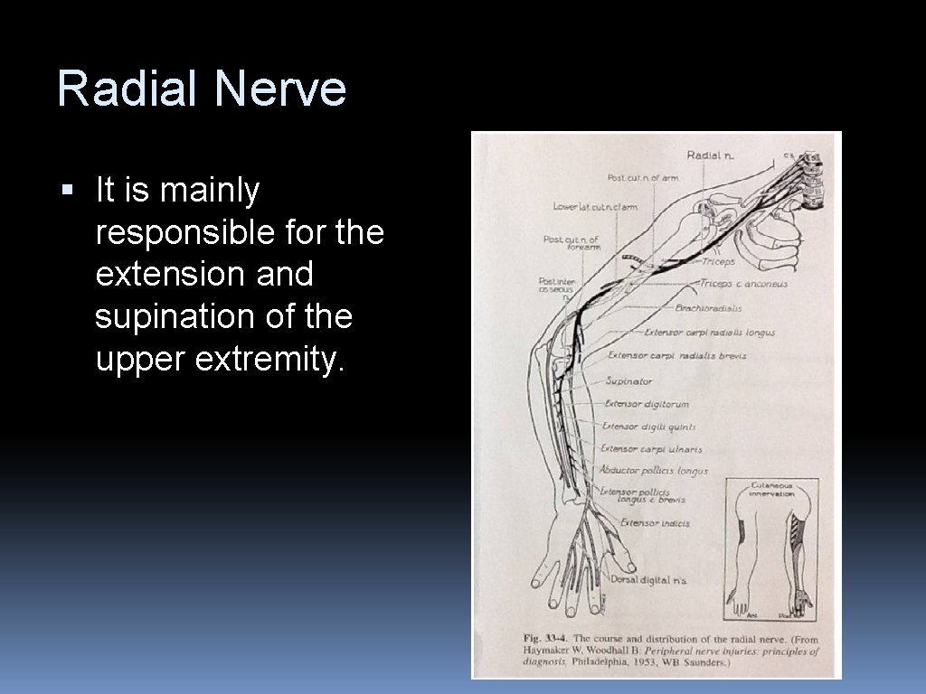Radial Nerve § It is mainly responsible for the extension and supination of the