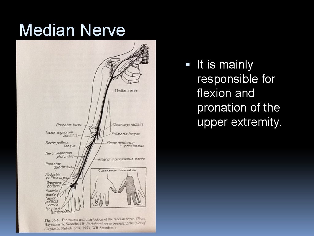 Median Nerve § It is mainly responsible for flexion and pronation of the upper