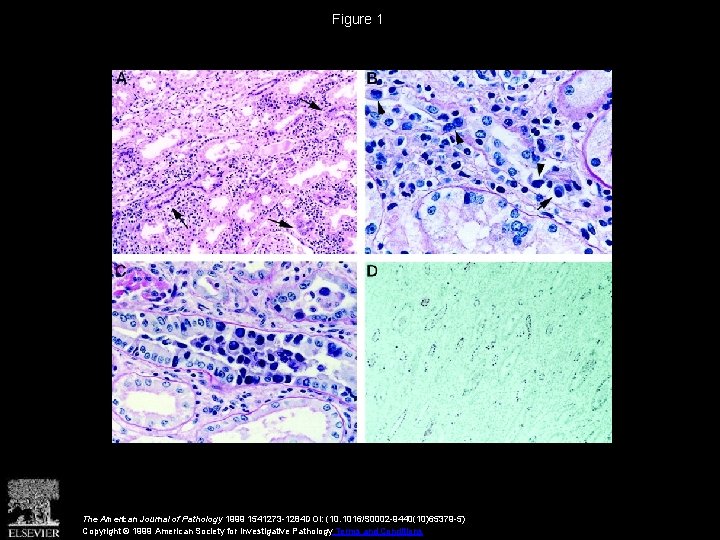 Figure 1 The American Journal of Pathology 1999 1541273 -1284 DOI: (10. 1016/S 0002