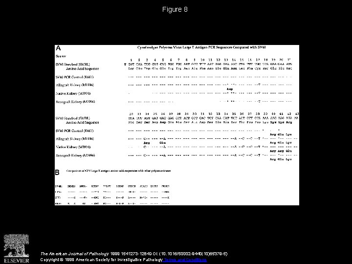 Figure 8 The American Journal of Pathology 1999 1541273 -1284 DOI: (10. 1016/S 0002