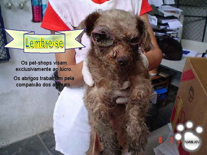 Os pet-shops visam exclusivamente ao lucro. Os abrigos trabalham pela compaixão dos animais. 