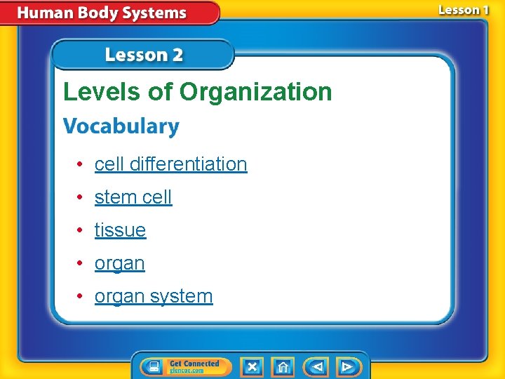Levels of Organization • cell differentiation • stem cell • tissue • organ system