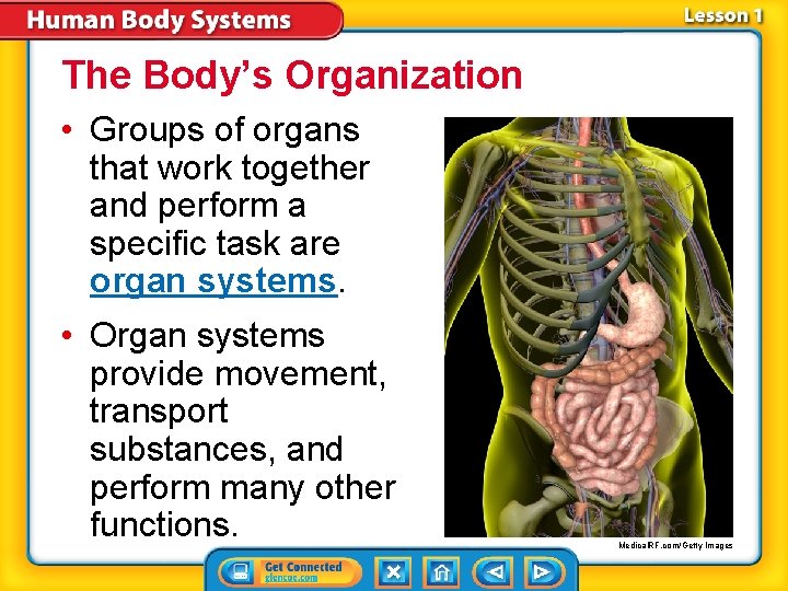 The Body’s Organization • Groups of organs that work together and perform a specific