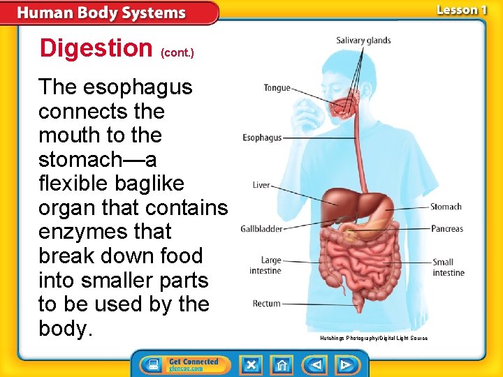 Digestion (cont. ) The esophagus connects the mouth to the stomach—a flexible baglike organ