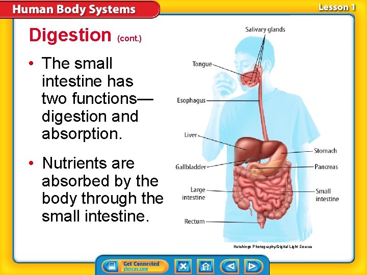 Digestion (cont. ) • The small intestine has two functions— digestion and absorption. •