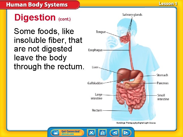 Digestion (cont. ) Some foods, like insoluble fiber, that are not digested leave the