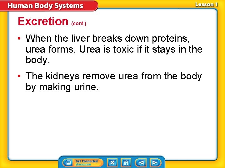 Excretion (cont. ) • When the liver breaks down proteins, urea forms. Urea is