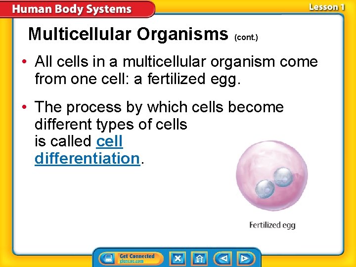 Multicellular Organisms (cont. ) • All cells in a multicellular organism come from one