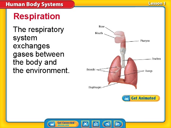 Respiration The respiratory system exchanges gases between the body and the environment. 
