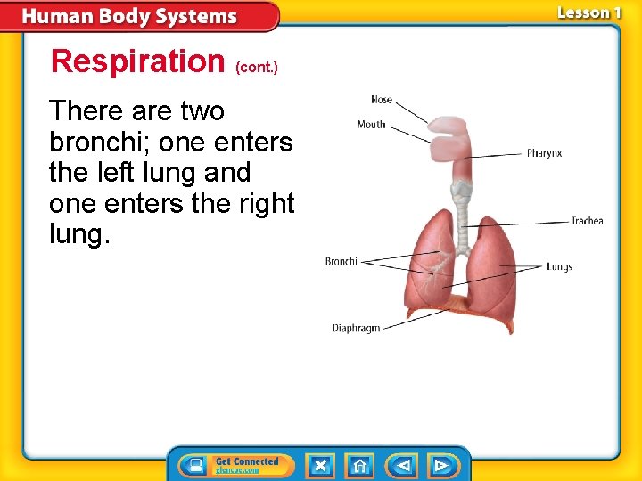 Respiration (cont. ) There are two bronchi; one enters the left lung and one