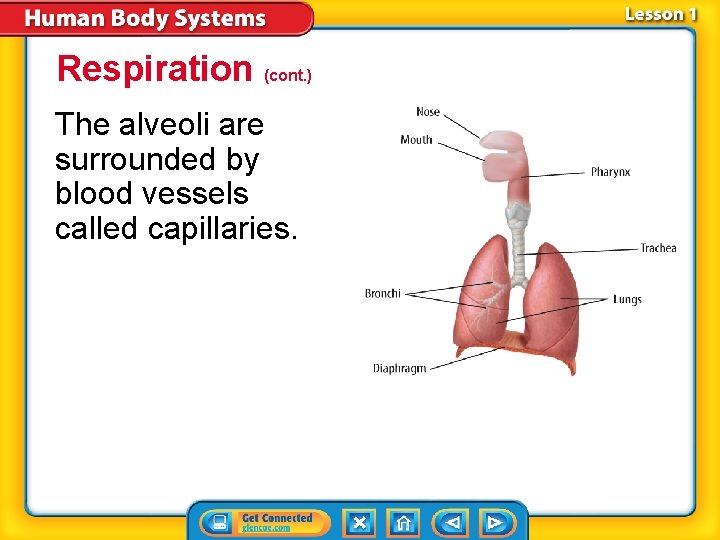 Respiration (cont. ) The alveoli are surrounded by blood vessels called capillaries. 