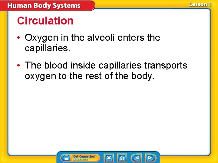 Circulation • Oxygen in the alveoli enters the capillaries. • The blood inside capillaries