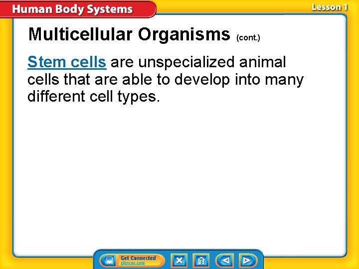 Multicellular Organisms (cont. ) Stem cells are unspecialized animal cells that are able to