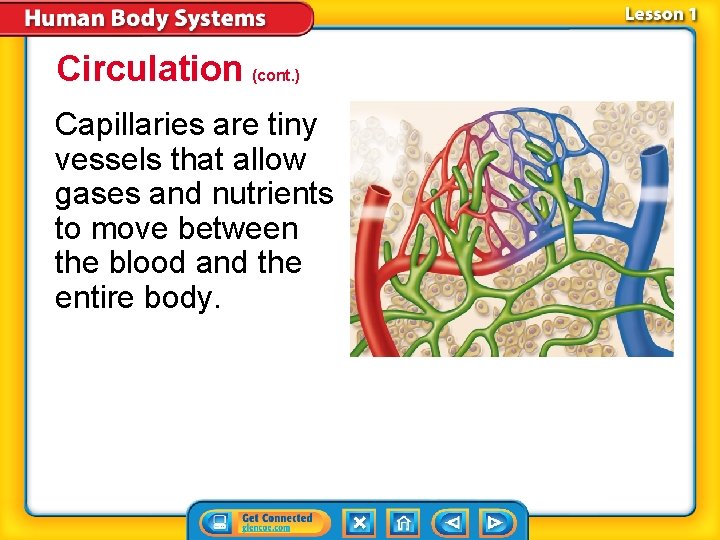 Circulation (cont. ) Capillaries are tiny vessels that allow gases and nutrients to move