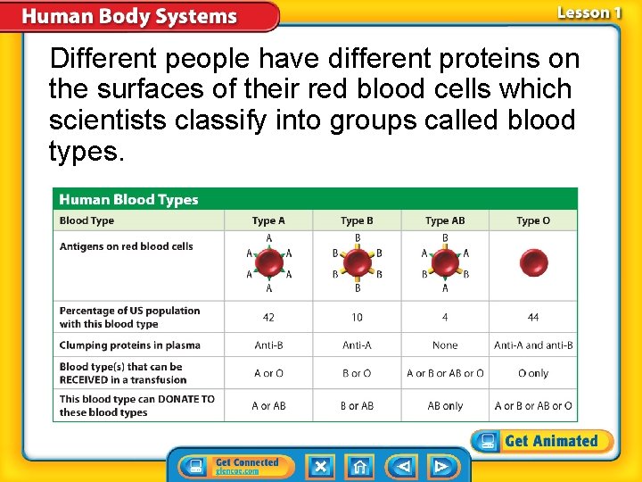 Different people have different proteins on the surfaces of their red blood cells which