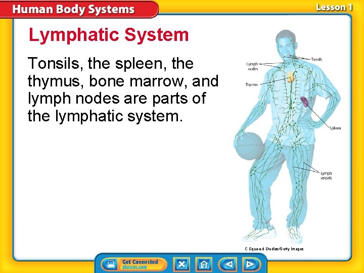 Lymphatic System Tonsils, the spleen, the thymus, bone marrow, and lymph nodes are parts