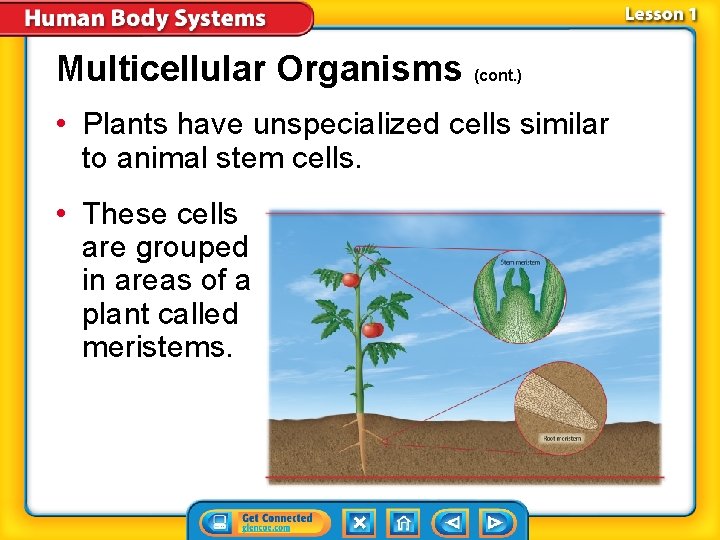 Multicellular Organisms (cont. ) • Plants have unspecialized cells similar to animal stem cells.
