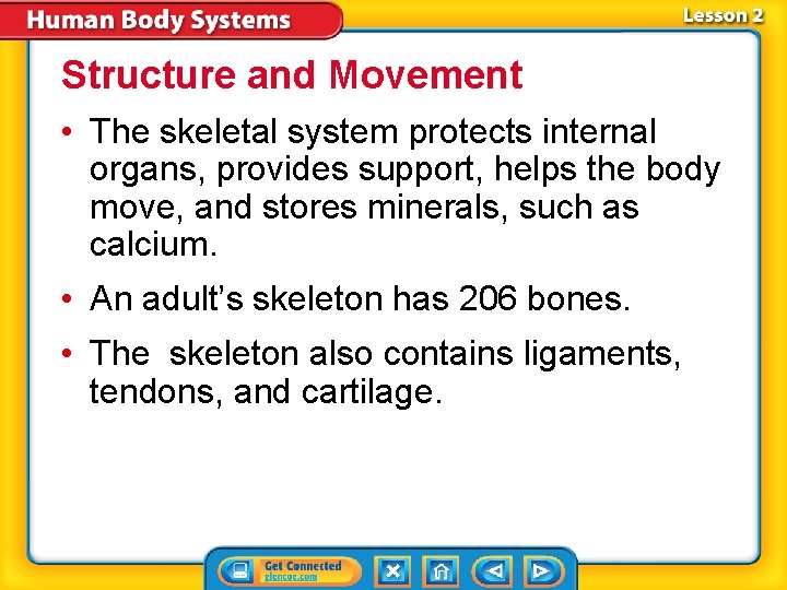 Structure and Movement • The skeletal system protects internal organs, provides support, helps the