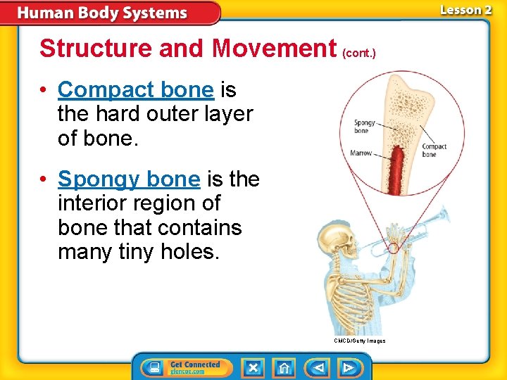 Structure and Movement (cont. ) • Compact bone is the hard outer layer of