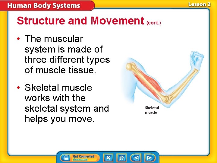 Structure and Movement (cont. ) • The muscular system is made of three different