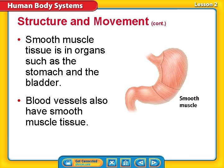 Structure and Movement (cont. ) • Smooth muscle tissue is in organs such as