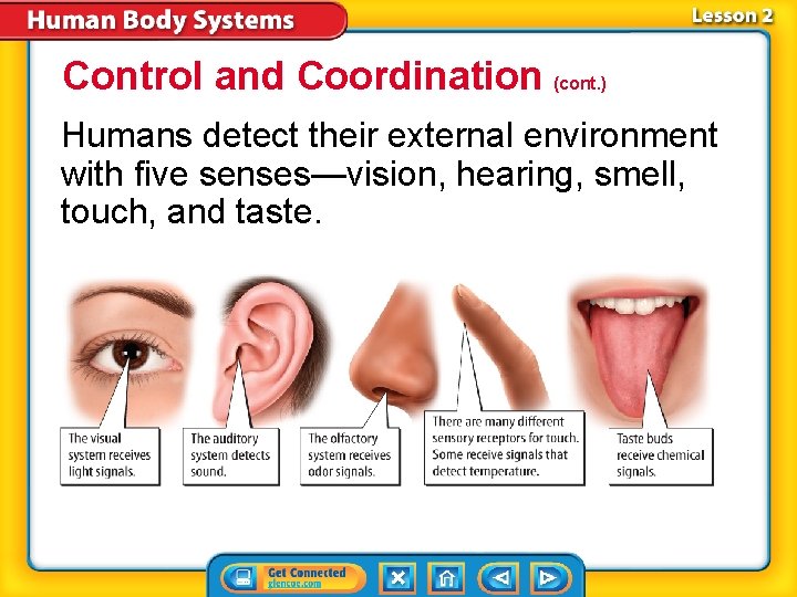 Control and Coordination (cont. ) Humans detect their external environment with five senses—vision, hearing,