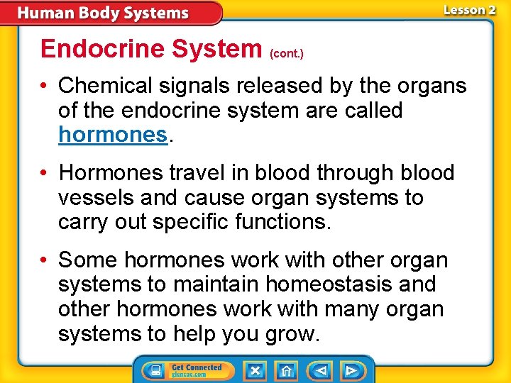 Endocrine System (cont. ) • Chemical signals released by the organs of the endocrine