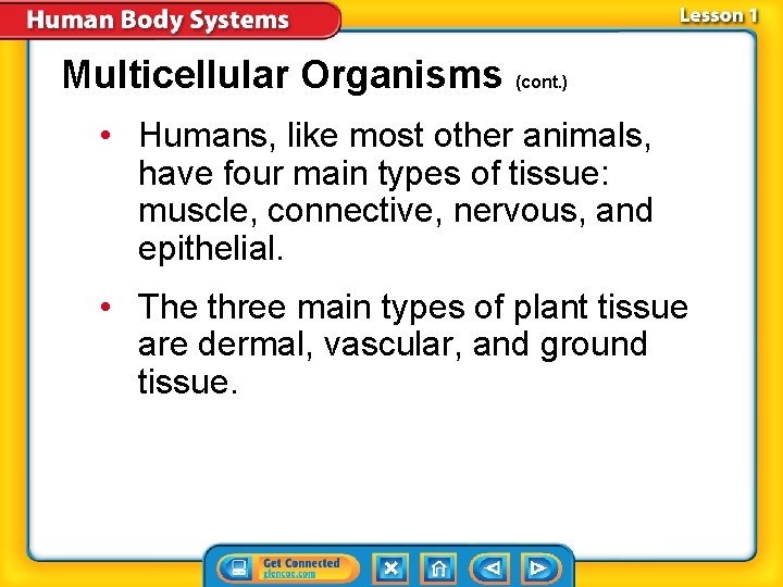 Multicellular Organisms (cont. ) • Humans, like most other animals, have four main types