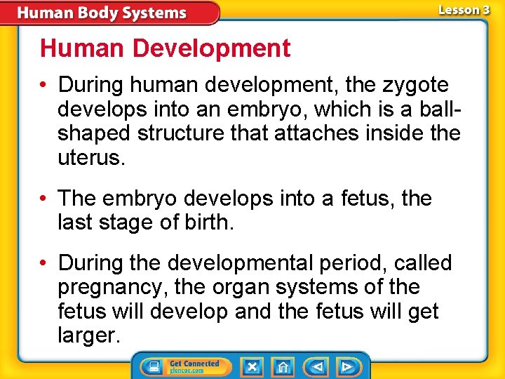 Human Development • During human development, the zygote develops into an embryo, which is