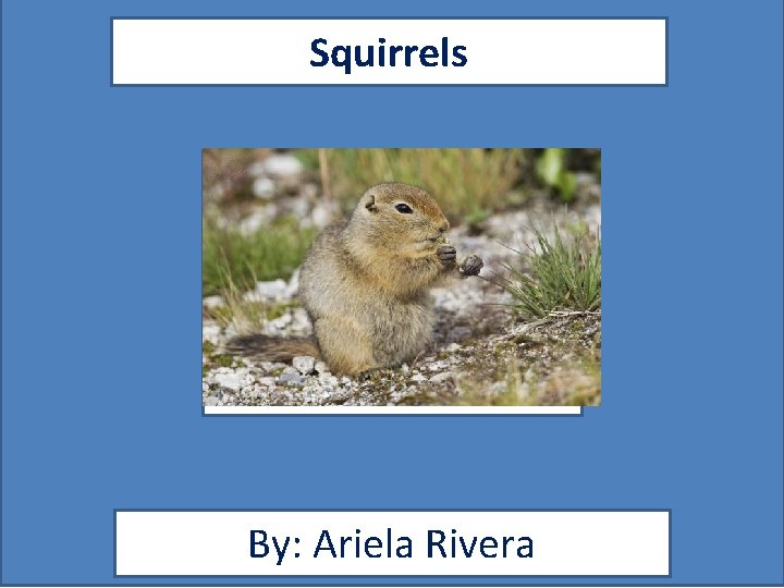 Squirrels V By: Ariela Rivera 