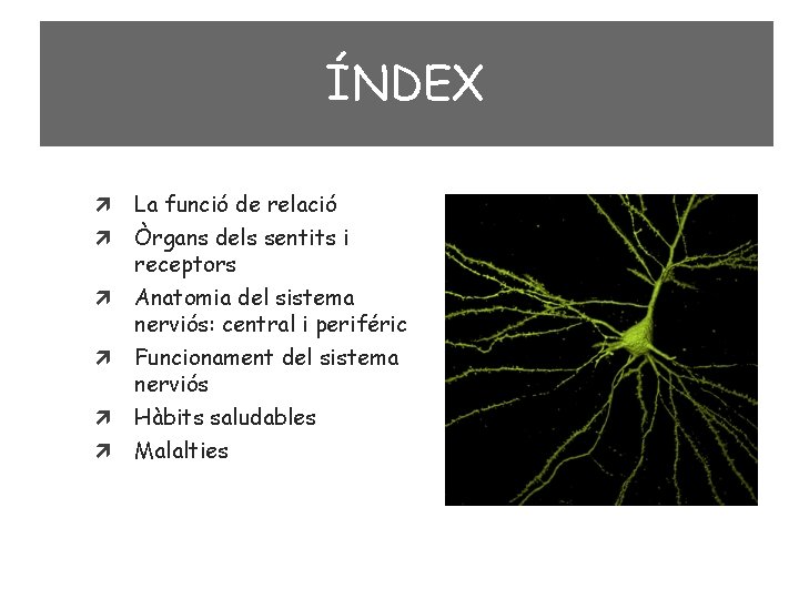 ÍNDEX La funció de relació Òrgans dels sentits i receptors Anatomia del sistema nerviós: