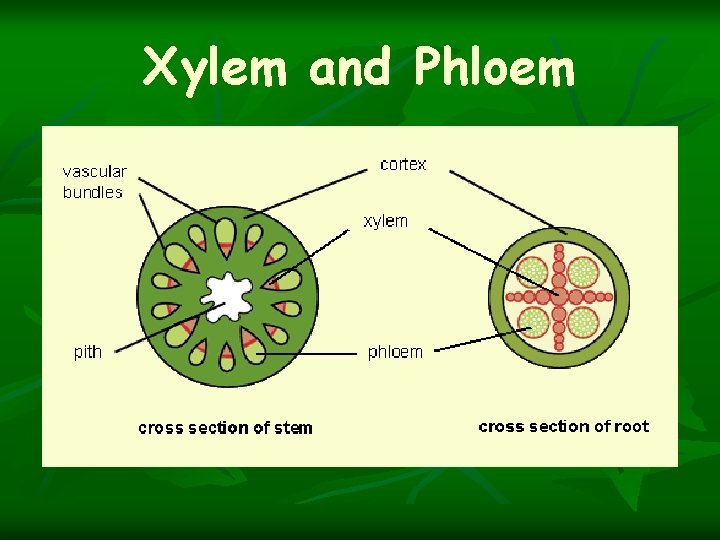 Xylem and Phloem 