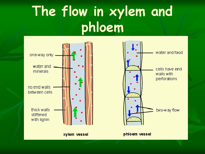 The flow in xylem and phloem 