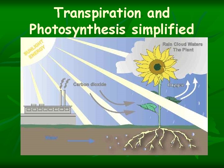 Transpiration and Photosynthesis simplified 