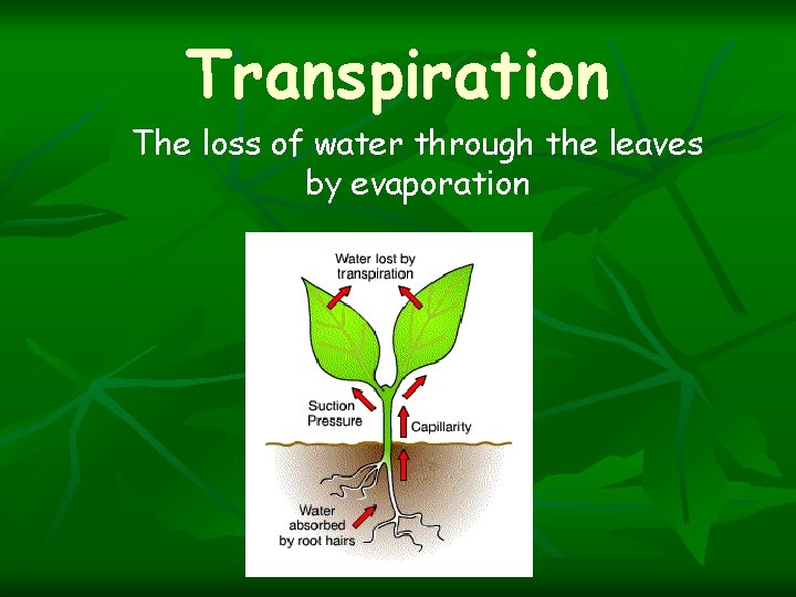 Transpiration The loss of water through the leaves by evaporation 