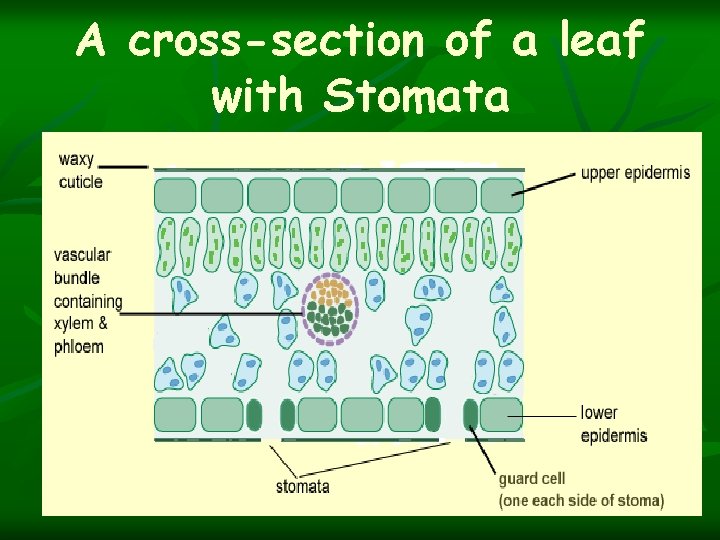 A cross-section of a leaf with Stomata 