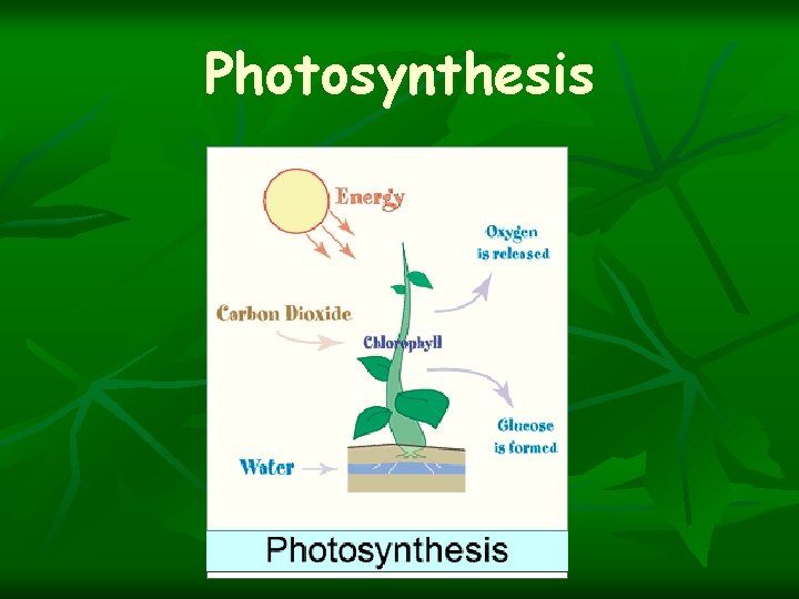 Photosynthesis 