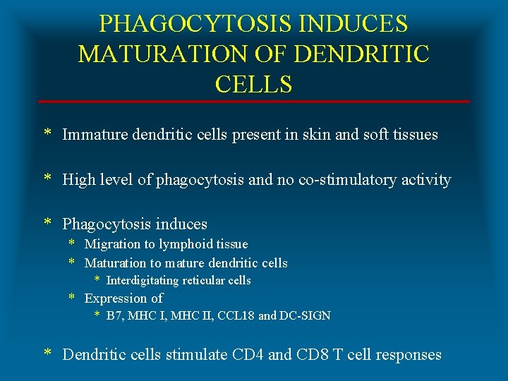 PHAGOCYTOSIS INDUCES MATURATION OF DENDRITIC CELLS * Immature dendritic cells present in skin and